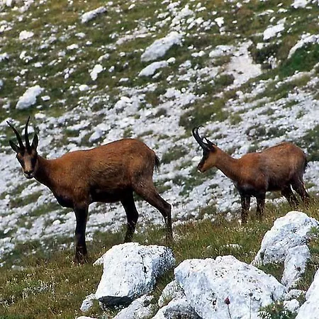 מלון דירות Rifugio Passo Godi וילטה בריאה
