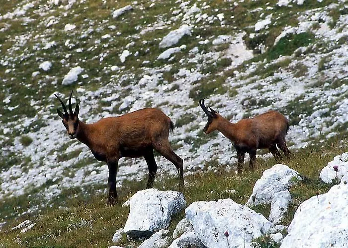 アパートホテル Rifugio Passo Godi ヴィッレッタ・バッレーア